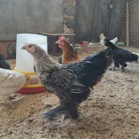 نتخم مرغ نطفه دار