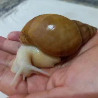 حلزون خانگی آلبینو|خزنده|دزفول, |دیوار