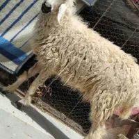 حراج واقعی درخاش