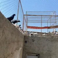 کفتر بهبونی شهری