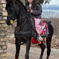 نریان مشکی عرب