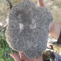 عسل شمترنکه