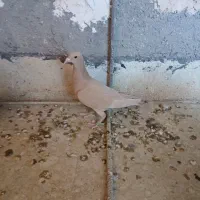 دمسفید ملقی|پرنده|رفسنجان, |دیوار