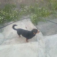 سگگ