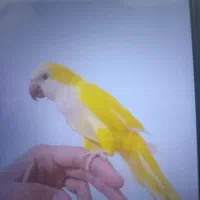 طوطی راهب زرد