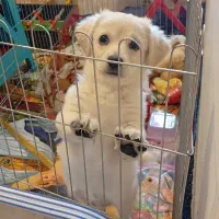 سگ بسیار باهوش و آروم