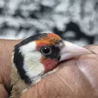 سره چهار گل فوتی پرو مست بخون