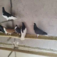 کبوتر خوش رنگ|پرنده|قزوین, |دیوار