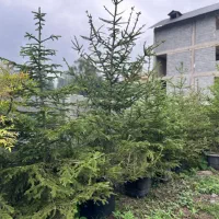 تویا آمریکا دم روباه طلایی ژونی پروس ستاره ای اورس|گل و گیاه طبیعی|تنکابن, |دیوار