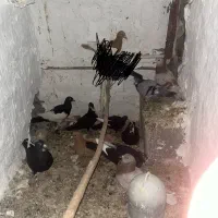 کفتر