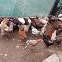 مرغ وخروس محلی