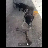 جفت توله قدرجونی چنبر