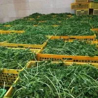 سبزی تازه|حراج|باقرشهر, |دیوار