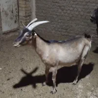 بز الپا ن قشنگ