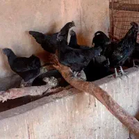 تخم  نطفه دار ایام سمانی اندوزی