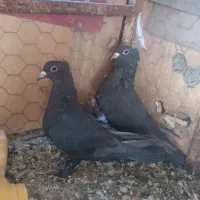 جفت کلاغ گوک