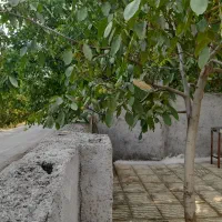 ویلا اجاره ای مخصوص مسافر|اجارهٔ کوتاه‌مدت آپارتمان و سوئیت|الشتر, |دیوار