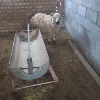 بره نر|حیوانات مزرعه|زرند, |دیوار