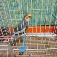 اسباب بازی، عروس هلندی|پرنده|مهران (ایلام), |دیوار