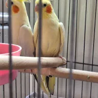 عروس هلندی|پرنده|بانه, |دیوار