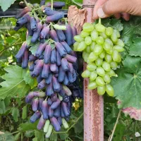 نهال گلدانی انگور موندراپ