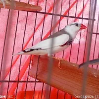 فنچ نر جوان رنگ خاص