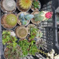 تعدادی کاکتوس