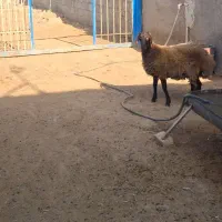 بره نر چاق هترو