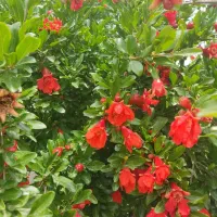 نهالستان زرنه|خدمات باغبانی و درختکاری|ایوان, |دیوار