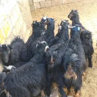 بزغاله بره میش|حیوانات مزرعه|نجف‌آباد, حومه نجف آباد|دیوار