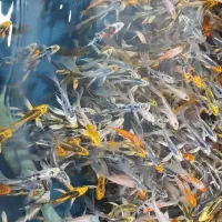 مزرعه پرورش و پخش ماهی کوی حوض آکواریوم طعمه و....