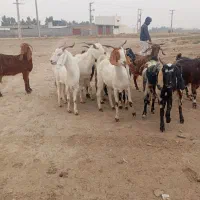 12راس بز شیرکرد|حیوانات مزرعه|گنبد کاووس, |دیوار