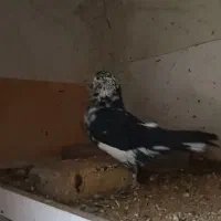 یک عدد کبوتر ماده گمشده|حیوانات|بانه, |دیوار