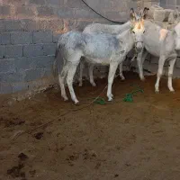 الاغ ماده سفید