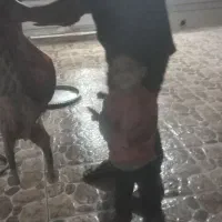 گوسفند قصابی