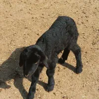 بره نر|حیوانات مزرعه|سیلوانه, |دیوار