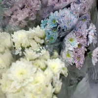 داوودی