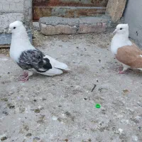 کبوتر پشت هفت رنگ