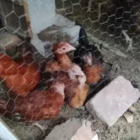 جوجه لاری و محلی