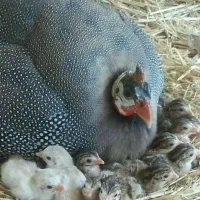 جوجه عمده و تک|حیوانات مزرعه|کرمانشاه, |دیوار