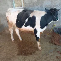 یک عدد نوبر ویک عدد گوساله تمام پروار|حیوانات مزرعه|رومشکان, |دیوار