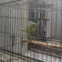 طوطی ملنگو سخنگو