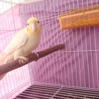 جفت عروس هلندی