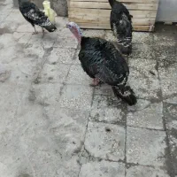 بقلمون خونگی در زاهدان