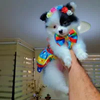 فروش سگ پامر فقط هشت میلیون|سگ|تهران, شهرک غرب|دیوار