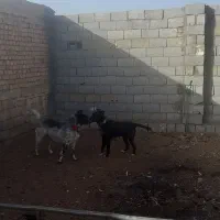 واگذاری سگ نگهبان