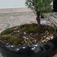 بنسای کاج وبلوط طبیعی