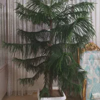 گل کاج مطبق