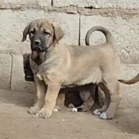 واگذاری توله سگ سرابی نروماده