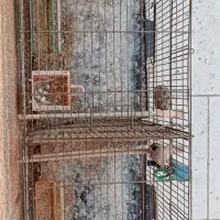 فنچ زبرا|پرنده|فریدون‌کنار, |دیوار